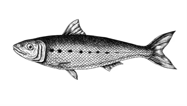 Hand Drawn Sardine Fish — Stock Photo, Image