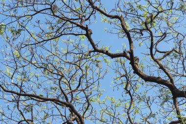 Yeşil yaprakları ve mavi gökyüzü