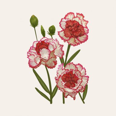 Illustration drawing of Dianthus caryophyllus clipart