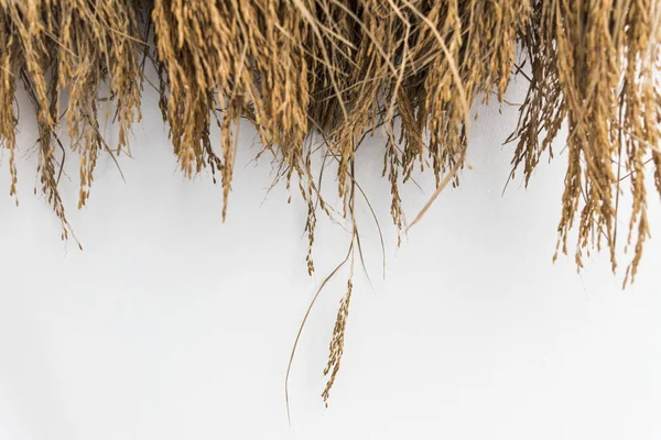 Dried Hay Straw Grains — Stock Photo, Image