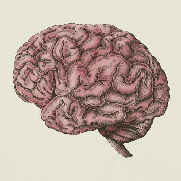 Mozku Vnitřních Orgánů Vintage Styl Obrázku — Stock fotografie