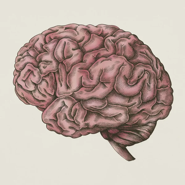 Ilustración Estilo Vintage Órgano Interno Cerebral — Foto de Stock