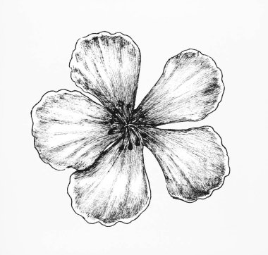 Elle çizilmiş Sakura çiçek