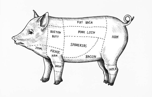 Hand drawn cut of pig