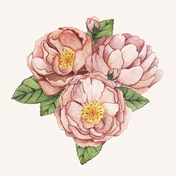 Hand Drawn Peony Flower Isolated — Stock Photo, Image