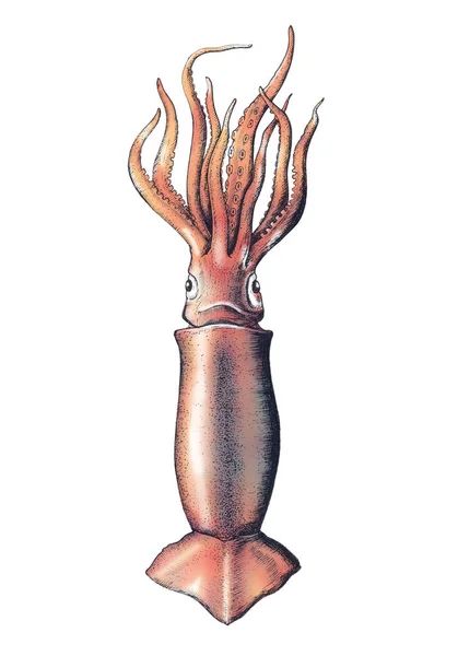 Calamari Disegnati Mano Isolati — Foto Stock