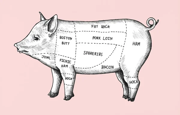 Hand Drawn Cut Pig — Stock Photo, Image