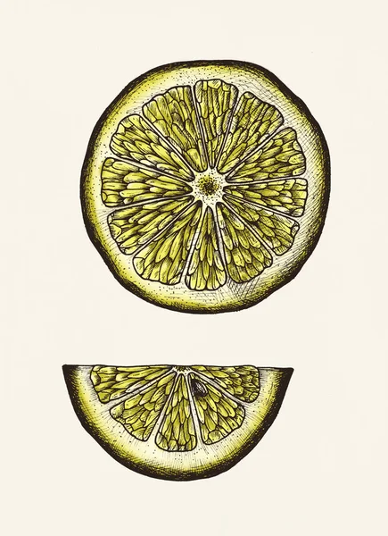 레몬의 손으로 그려진된 슬라이스 — 스톡 사진