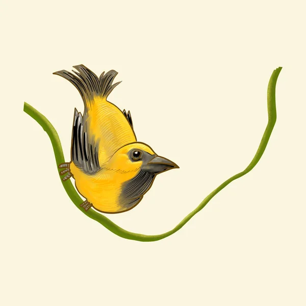 Handgezeichneter Goldfink Isoliert — Stockfoto