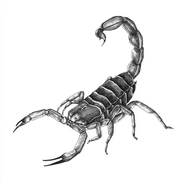 Escorpión Dibujado Mano Aislado Sobre Fondo —  Fotos de Stock
