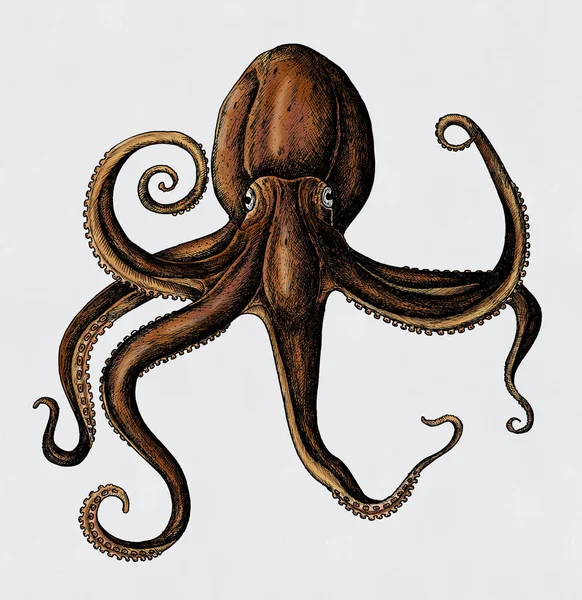 Hand Getekende Octopus Geïsoleerd — Stockfoto