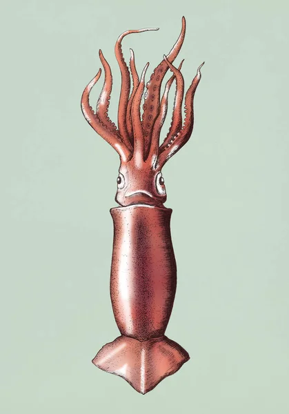 Hand Drawn Squid Isolated — Stock Photo, Image