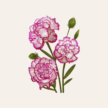 Dianthus caryophyllus çizim şekil