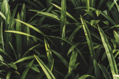 Taze yeşil çimlere yakın