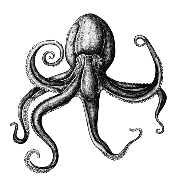 Hand Getekende Octopus Geïsoleerd — Stockfoto