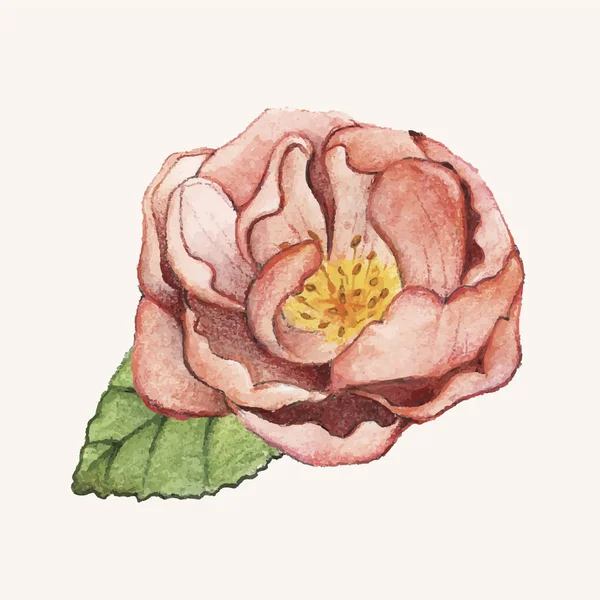 Ручной Пионский Цветок — стоковое фото