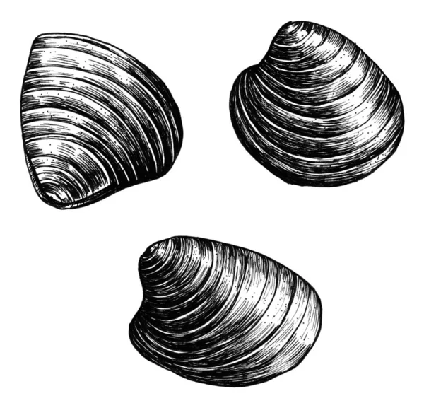 Hand Drawn Clam Bivalve Mollusc — Stock Photo, Image