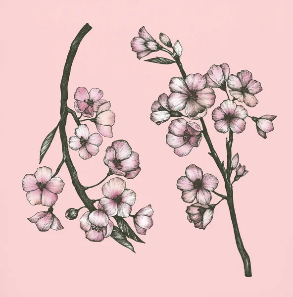 Handritad Sakura Blomma — Stockfoto