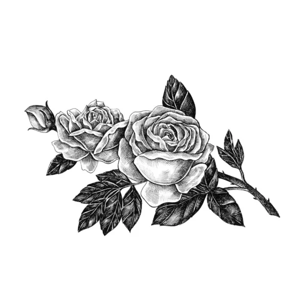Ręcznie Rysowane Kwitnących Róż Białym Tle — Zdjęcie stockowe
