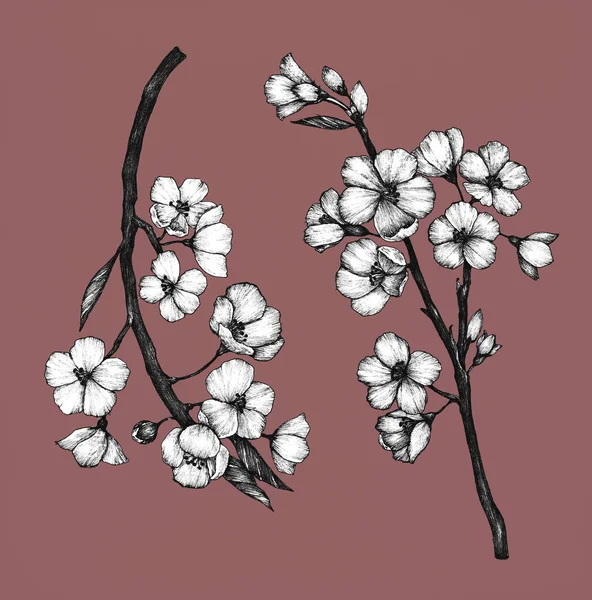 Hand Drawn Sakura Flower — Stock Photo, Image