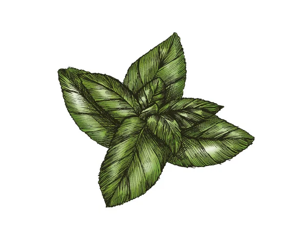 Handritade Basil Leaf Isolerade — Stockfoto