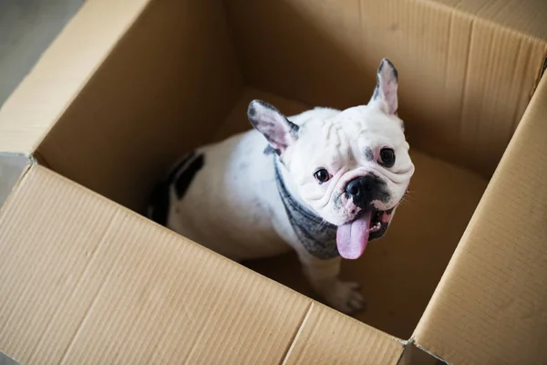 Primer Plano Del Bulldog Francés Caja —  Fotos de Stock
