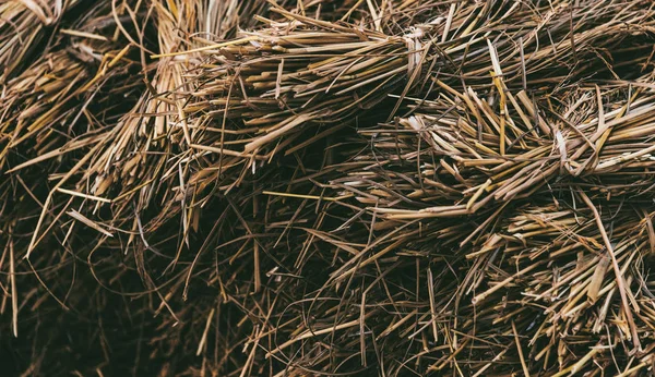 Dried Hay Straw Grains — Stock Photo, Image