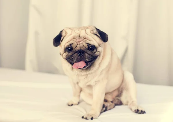 Retrato Pug Mascota — Foto de Stock