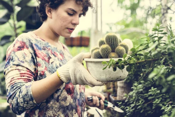 Floristin Gärtnert Gewächshaus Und Hält Topf Mit Kaktuspflanze — Stockfoto