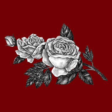 Çiçek açan elle çizilmiş izole gül