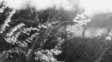 Doğada büyüyen yabani ot