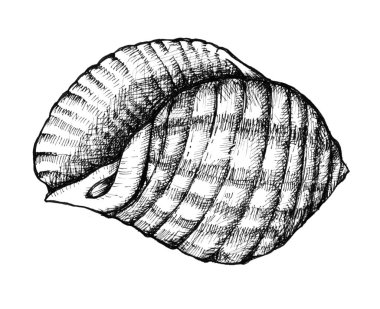 Elle çizilmiş kabuklu deniz hayvanı kabuğu izole