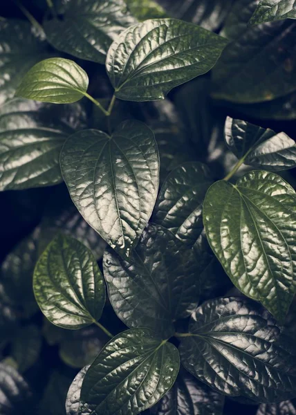 Grön Växt Blad Närbild — Stockfoto