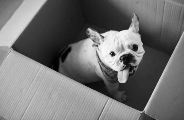 Primo Piano Del Bulldog Francese Nella Scatola — Foto Stock