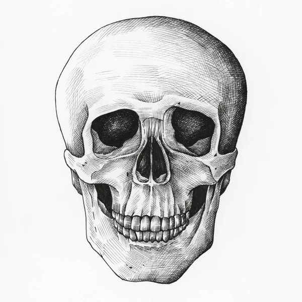 Craniul Desenat Manual Izolat Fundal — Fotografie, imagine de stoc