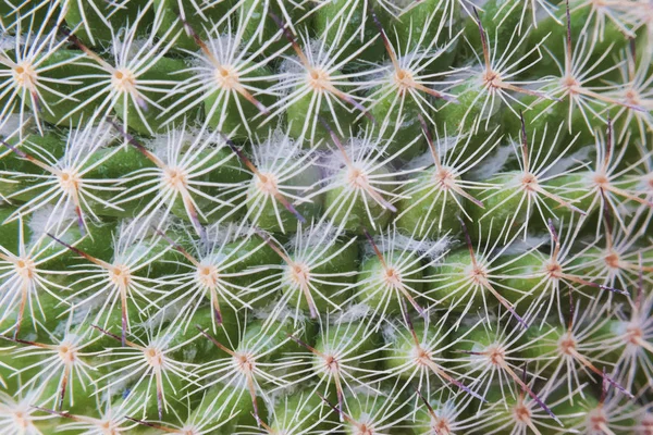 Closeup Cactus Plant Wallpaper — Stock Photo, Image