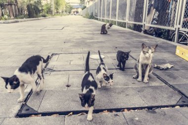 Grup şirin sokak kedi ve yavru kedi
