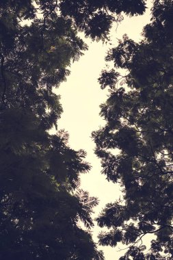 Ağaç dalları ve gökyüzü