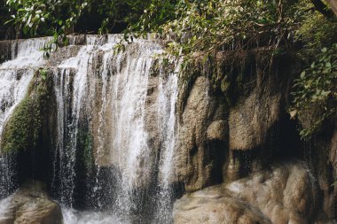 vahşi orman ağaçları ve şelale
