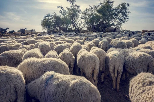 Flock Sheep India — Stock Photo, Image