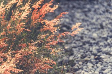 Doğada büyüyen yabani ot