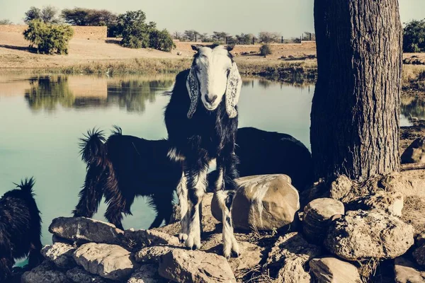 Cabeleireiros Rajasthan Índia — Fotografia de Stock