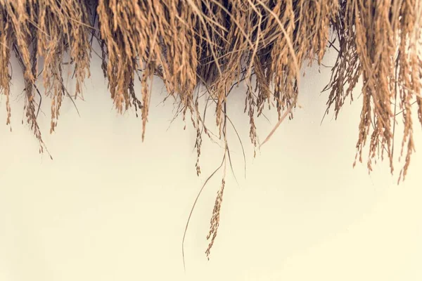 Dried Hay Straw Grains — Stock Photo, Image