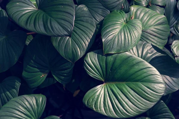 Beautiful Dark Green Leaves Jungle — Stock Photo, Image