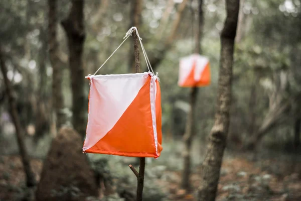 Scatola Orienteering All Aperto Una Foresta — Foto Stock