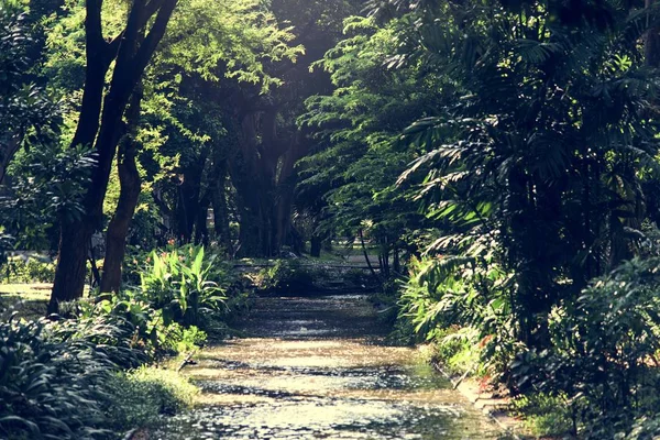 Feste Gjennom Agreen Skog – stockfoto