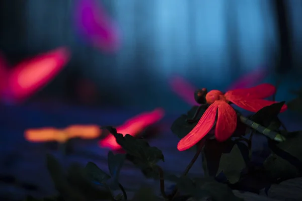 Leuchtende Insekten Nächtlichen Wald — Stockfoto