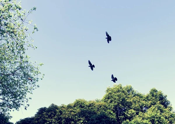 Vögel Fliegen Den Blauen Himmel — Stockfoto