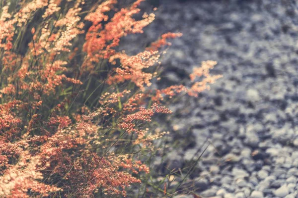 Doğada büyüyen yabani ot