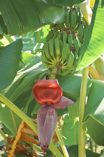 Las flores cuelgan de un plátano. Una flor de plátano rojo flor de plátano  . — Foto de Stock